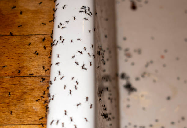 Best Exterminator Services  in Biltmore, TN