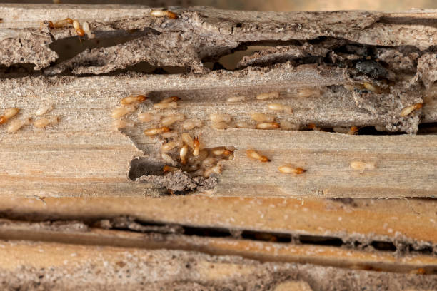 Best Wildlife Control Services  in Biltmore, TN